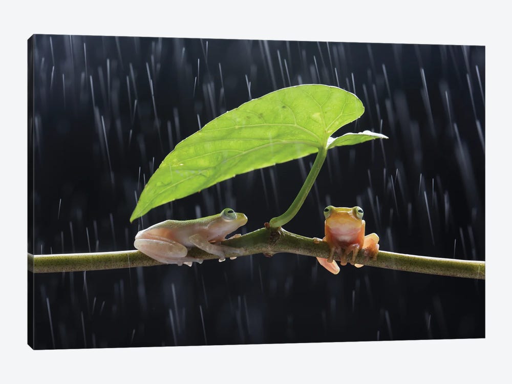 Frogs In The Rain by Robin Yong 1-piece Art Print