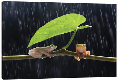 Frogs In The Rain Canvas Art Print