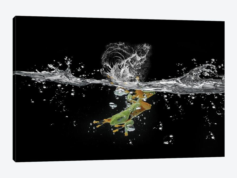 Ahah River Flying Frog by Robin Yong 1-piece Canvas Artwork