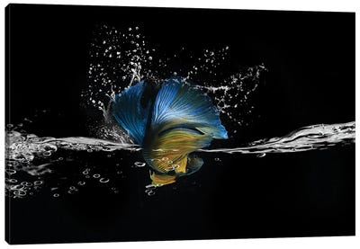 Blue Betta Splash Canvas Art Print - Robin Yong