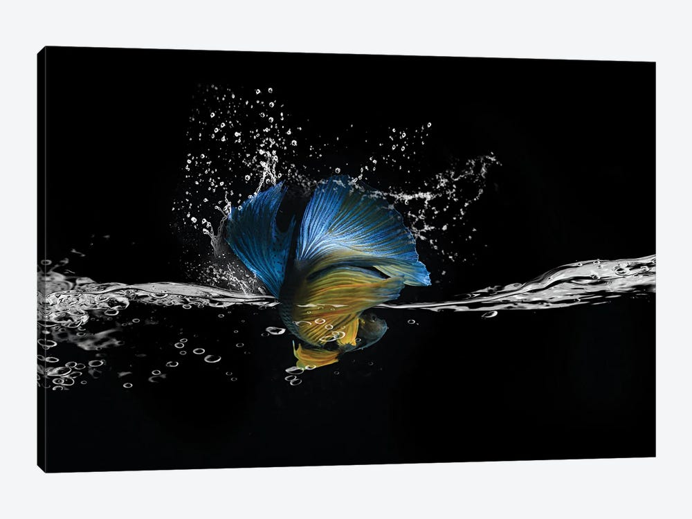 Blue Betta Splash by Robin Yong 1-piece Art Print