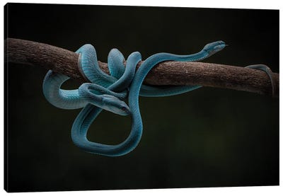Blue Vipers Canvas Art Print - Snake Art