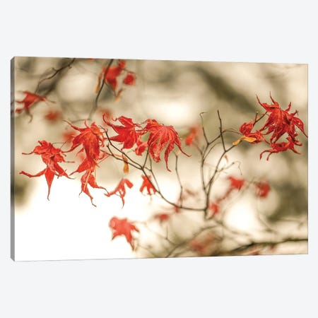 Autumn Leaves Canvas Print #RYG42} by Robin Yong Canvas Print