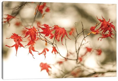 Autumn Leaves Canvas Art Print - Robin Yong