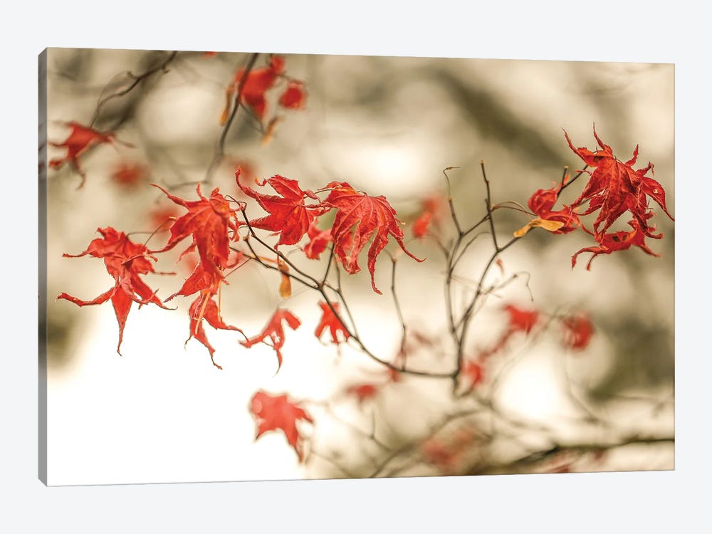 Autumn Leaves by Robin Yong 1-piece Art Print