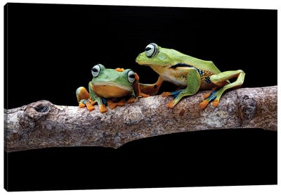 Frog Petting Canvas Art Print - Robin Yong