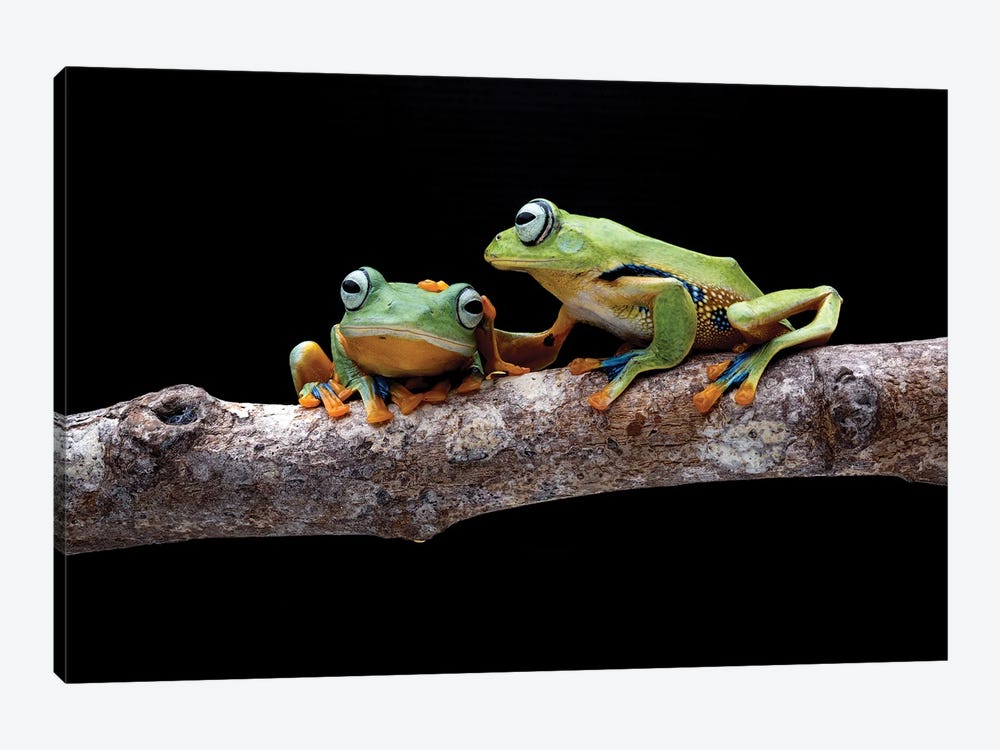 Frog Petting by Robin Yong 1-piece Canvas Print