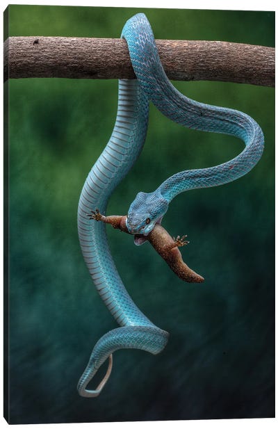 The Blue Viper Strikes Canvas Art Print - Snake Art