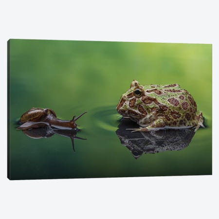 Snail And Frog Canvas Print #RYG7} by Robin Yong Canvas Wall Art