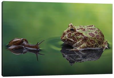 Snail And Frog Canvas Art Print