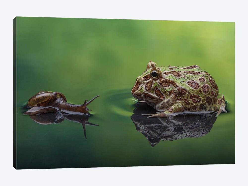 Snail And Frog by Robin Yong 1-piece Canvas Art