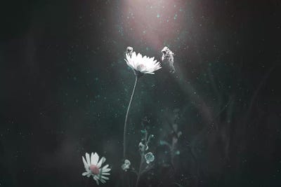 Blooming Expedition by Shaun Ryken art print