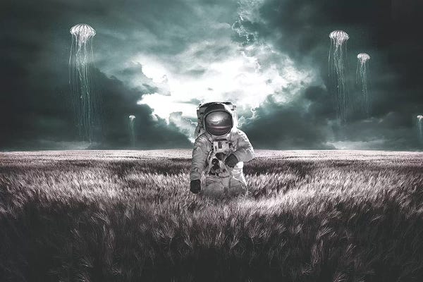 Jellyfish: Jellyfish Fields by Shaun Ryken