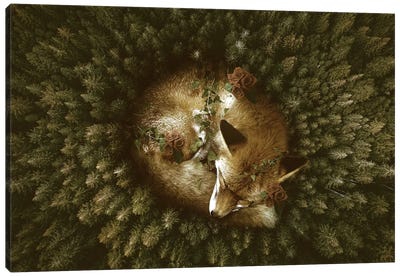 Resting Place Canvas Art Print - Aerial Photography