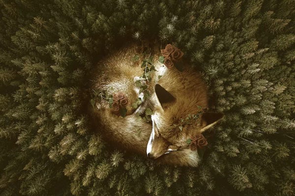 Aerial Photography: Resting Place by Shaun Ryken