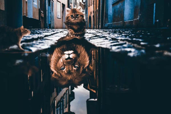 Through The Looking Glass: Alleyway Hero by Shaun Ryken