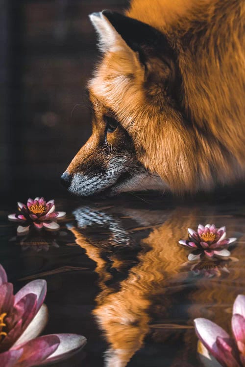 Fox Flower by Shaun Ryken wall art