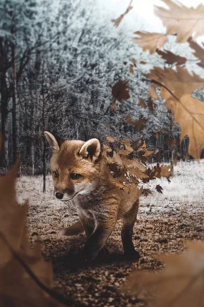 Foxes: Fox Leaves by Shaun Ryken