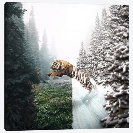 Jumping Tiger Canvas Print #RYK40} by Shaun Ryken Canvas Print