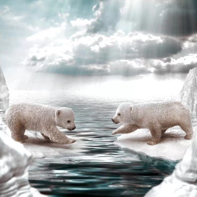 Polar Opposites by Shaun Ryken art print