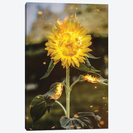 Real Sunflower Canvas Print #RYK53} by Shaun Ryken Canvas Art