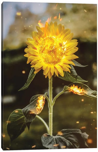 Real Sunflower Canvas Art Print - Shaun Ryken