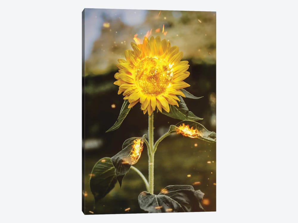 Real Sunflower by Shaun Ryken 1-piece Art Print