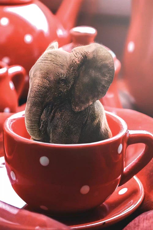 Teacup Elephant