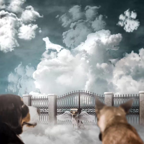 Gates: Dog Heaven by Shaun Ryken