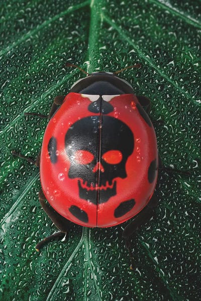 Poisonous Ladybug by Shaun Ryken art print