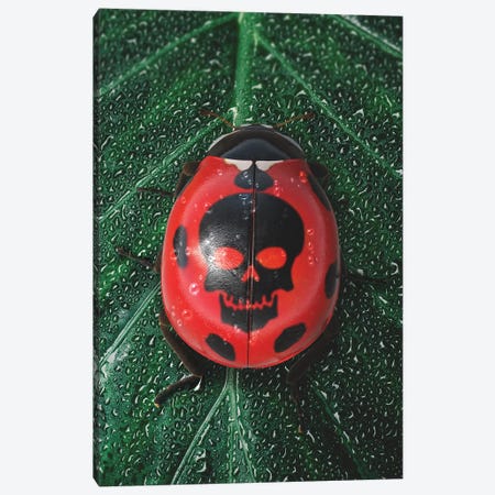 Poisonous Ladybug Canvas Print #RYK63} by Shaun Ryken Art Print