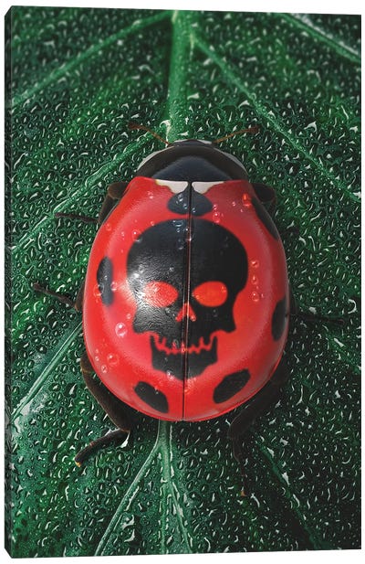 Poisonous Ladybug Canvas Art Print - Ladybug Art