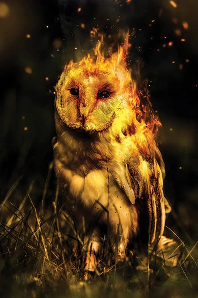 Shaun Ryken: Phowl by Shaun Ryken