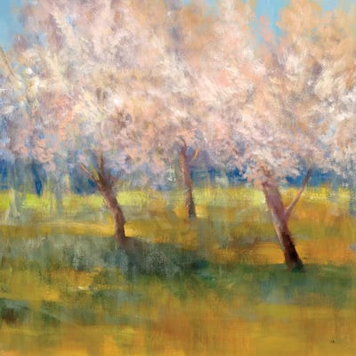 Cherry Blossoms by Simon Addyman framed wall art