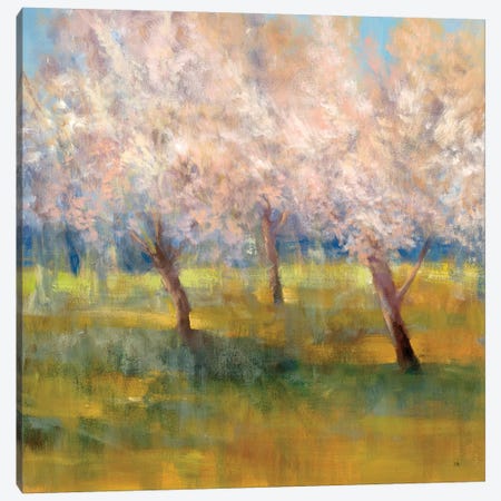 Cherry Blossoms Canvas Print #SAD5} by Simon Addyman Canvas Artwork