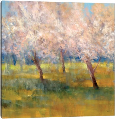 Cherry Blossoms Canvas Art Print - Simon Addyman