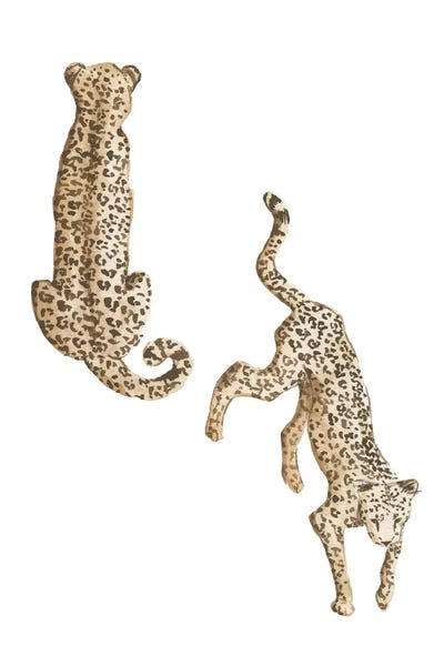 Leopards: Leopards by Sabina Fenn