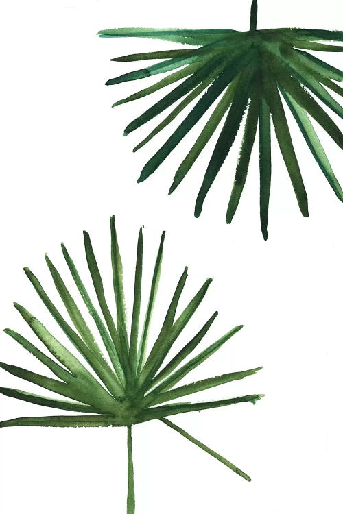 Windmill Palms