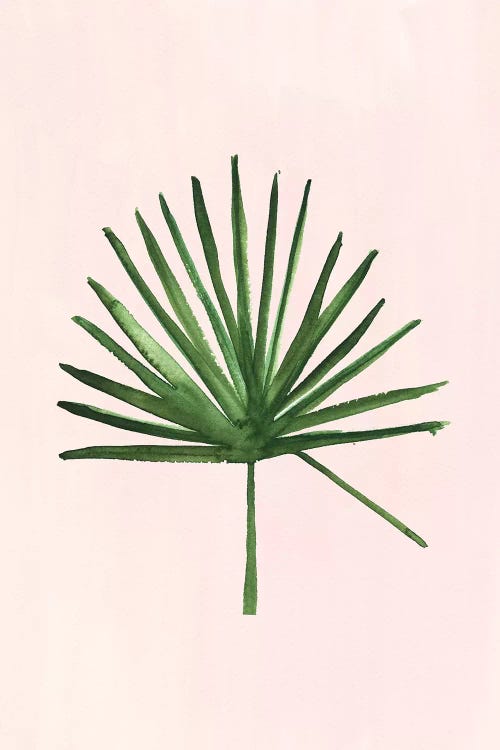 Windmill Palm