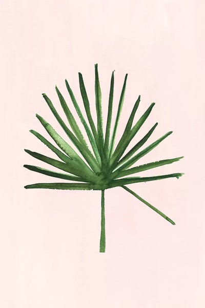 Windmill Palm