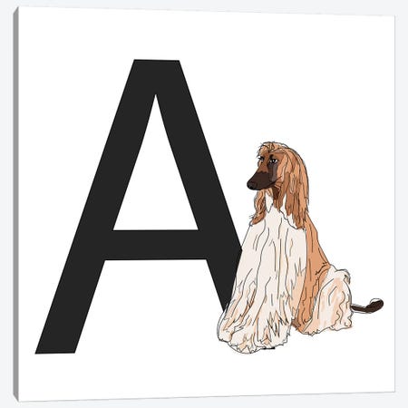 A Is For Afghan Hound Canvas Print #SAP110} by Sketch and Paws Canvas Print