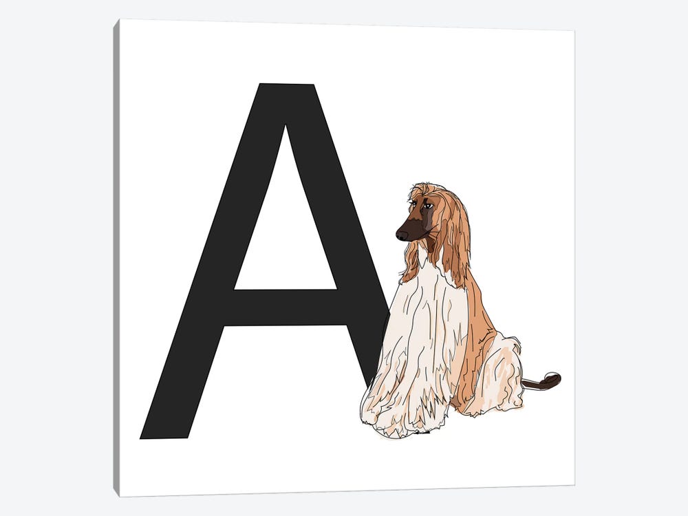 A Is For Afghan Hound by Sketch and Paws 1-piece Canvas Print