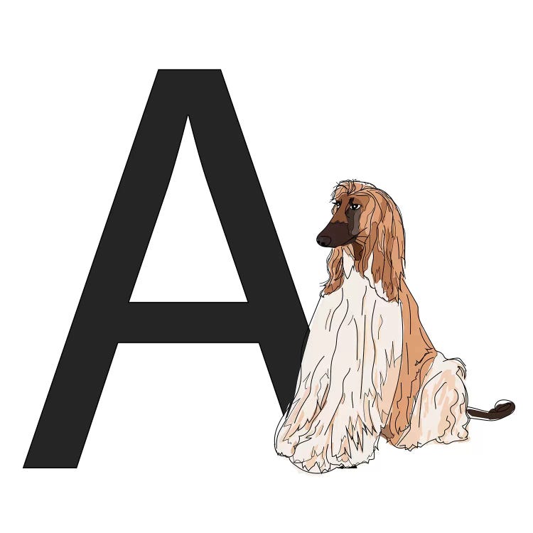 A Is For Afghan Hound