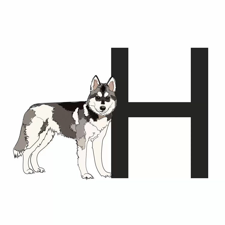 H Is For Husky