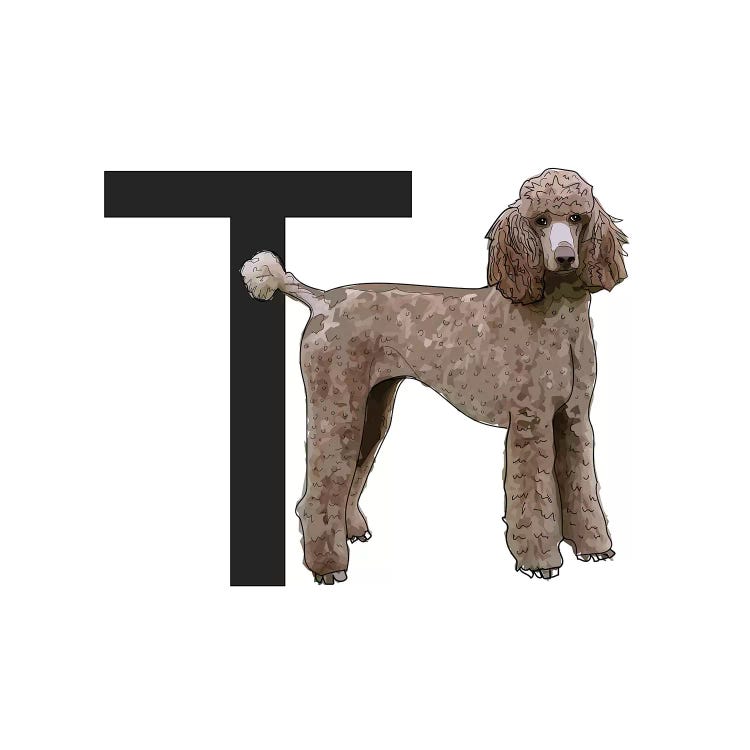 T Is For Toy Poodle