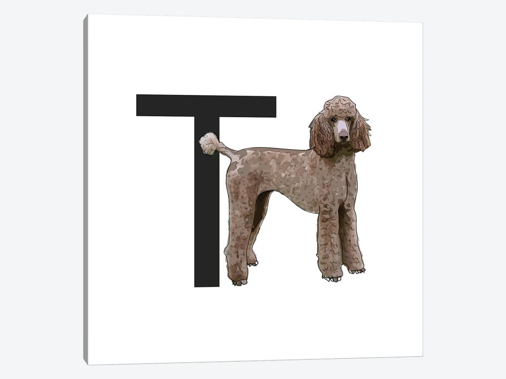T Is For Toy Poodle by Sketch and Paws 1-piece Canvas Art Print