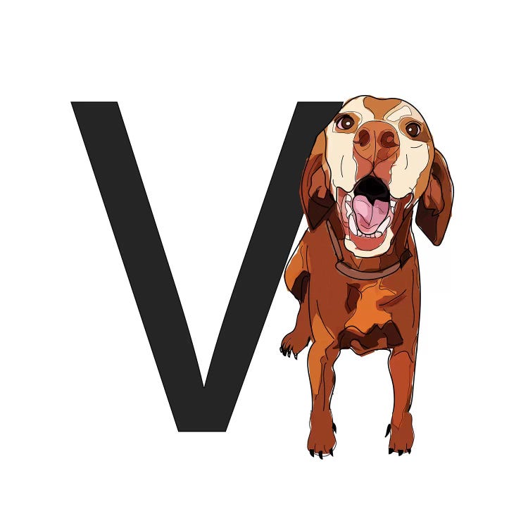 V Is For Vizsla