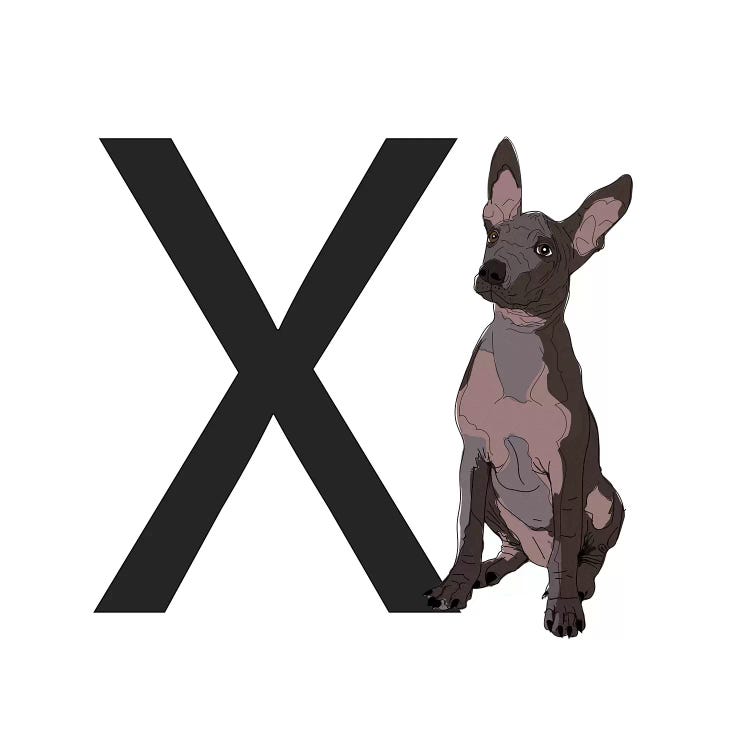 X Is For Xoloitzcuintli (Xolo)