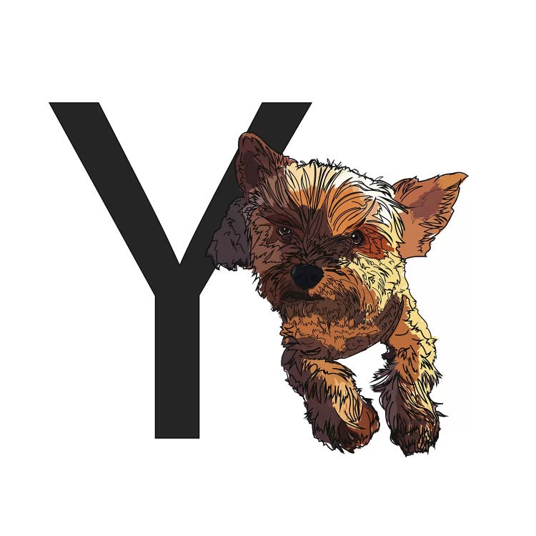 Y Is For Yorkshire Terrier