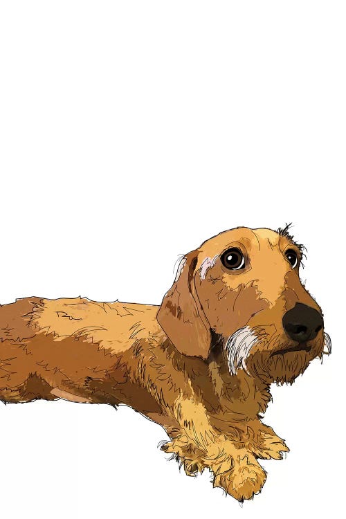 Dachshund